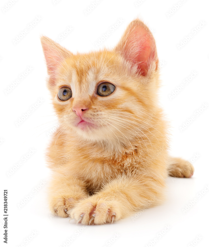 Small brown kitten. Small brown kitten.
