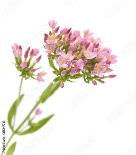 Centaurium erythraea , common centaury