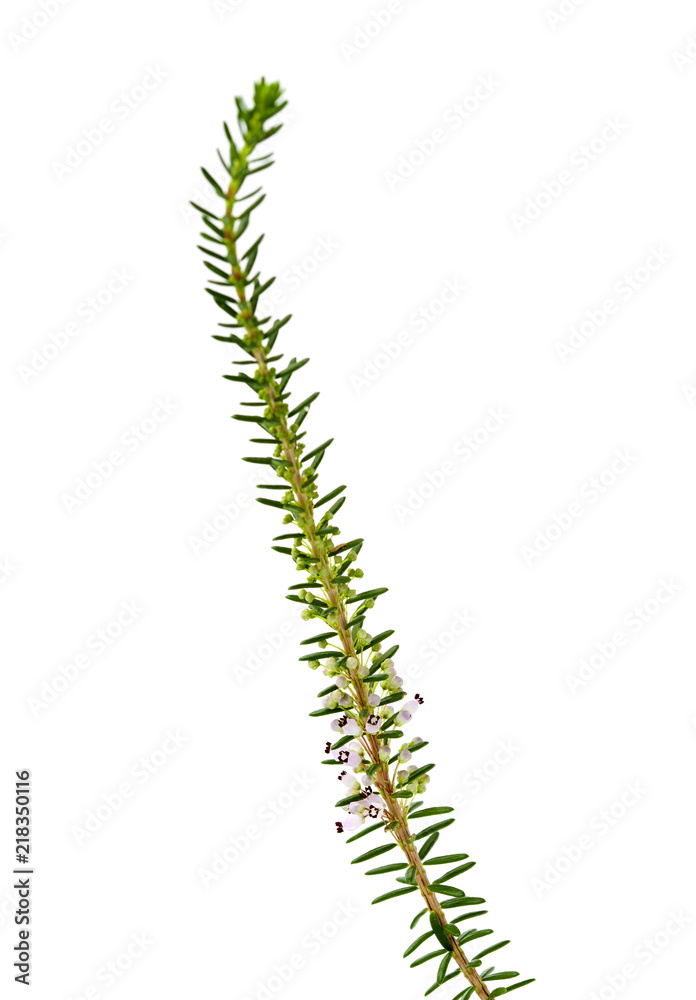 flora of Cantabria - Erica vagans flora of Cantabria - Erica vagans