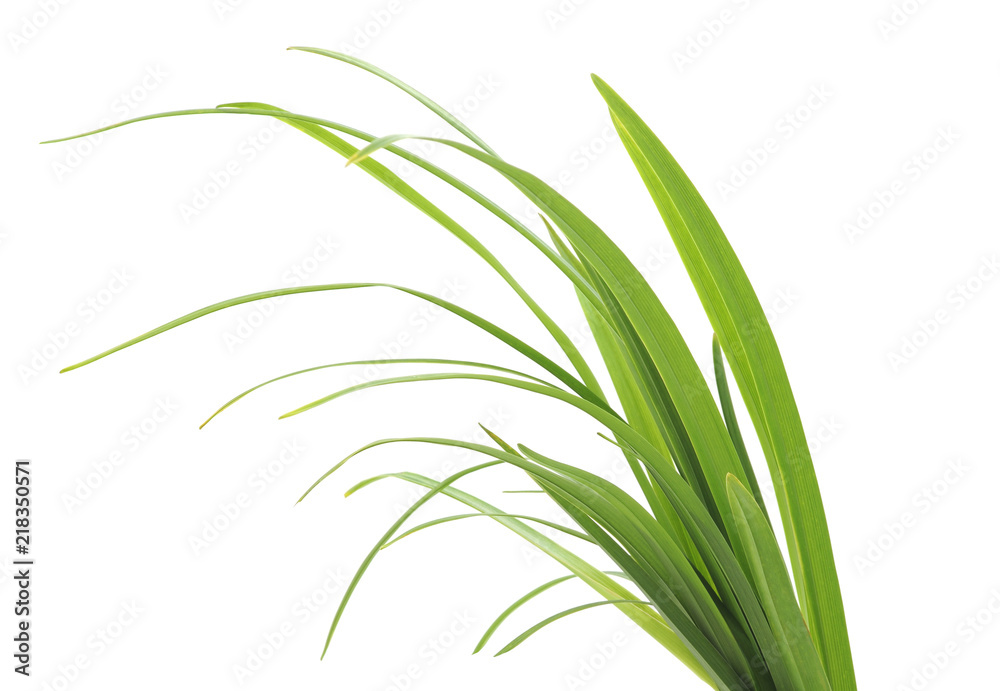 Fototapeta premium Bunch of green grass.