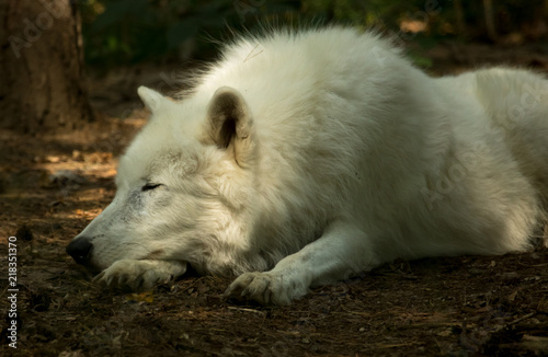 sleeping wolf 