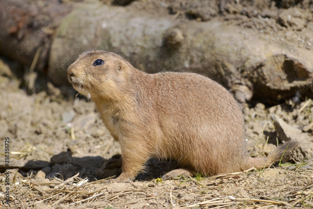 Closeup black-tailed Prairie Dog (Cynomys ludovicianus) Closeup black-tailed Prairie Dog (Cynomys ludovicianus)