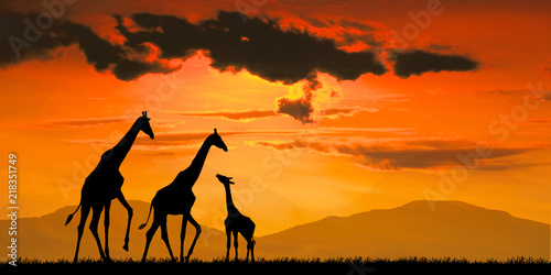 silhouette Giraffe against red sun at sunset