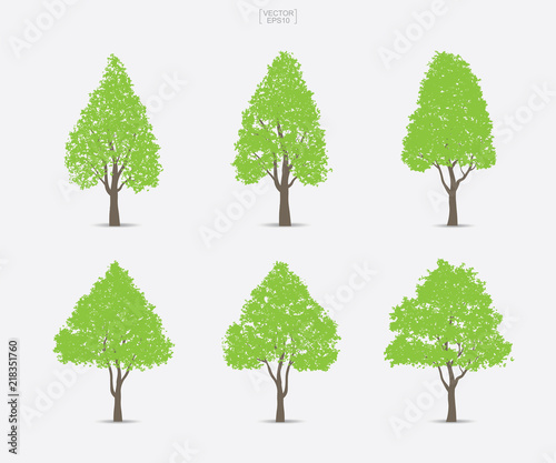 Set of green tree isolated on white background for landscape design and architectural compositions with backgrounds. Vector.