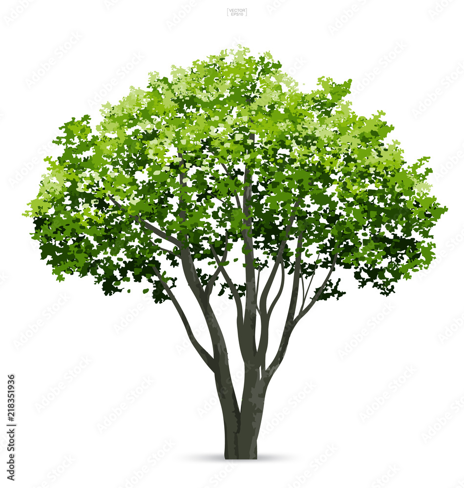 Tree isolated on white background with soft shadow. Use for landscape design, architectural decorative. Park and outdoor object idea for natural article both on print and website. Vector.