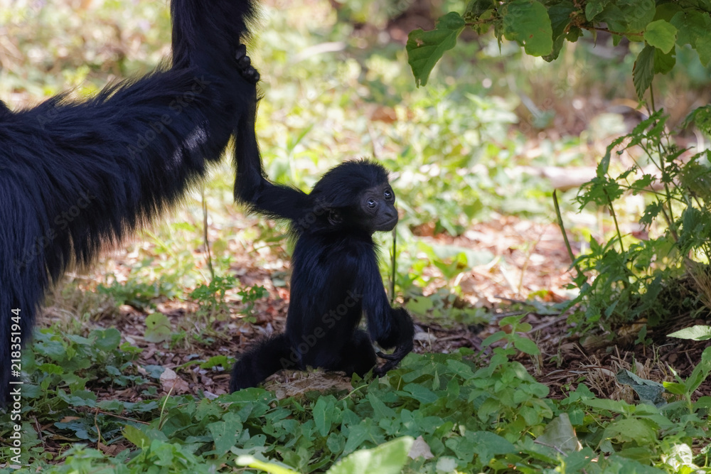 Bebe Singe Siamang Stock Photo Adobe Stock