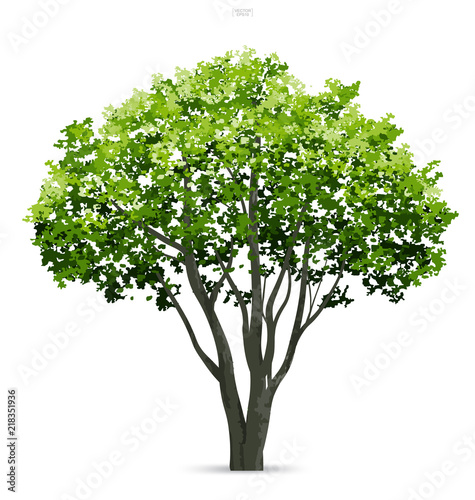 Tree isolated on white background with soft shadow. Use for landscape design  architectural decorative. Park and outdoor object idea for natural article both on print and website. Vector.