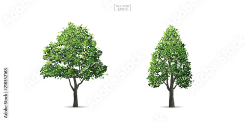 Collection of tree isolated on white background. Natural object for landscape design, architectural decoration, park and outdoor graphic. Vector.