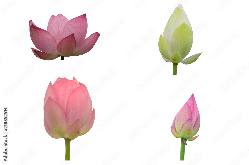 Collection of Isolated pink lotus and White lotus  on a white background , A beautiful pink lotus and White lotus from Thailand