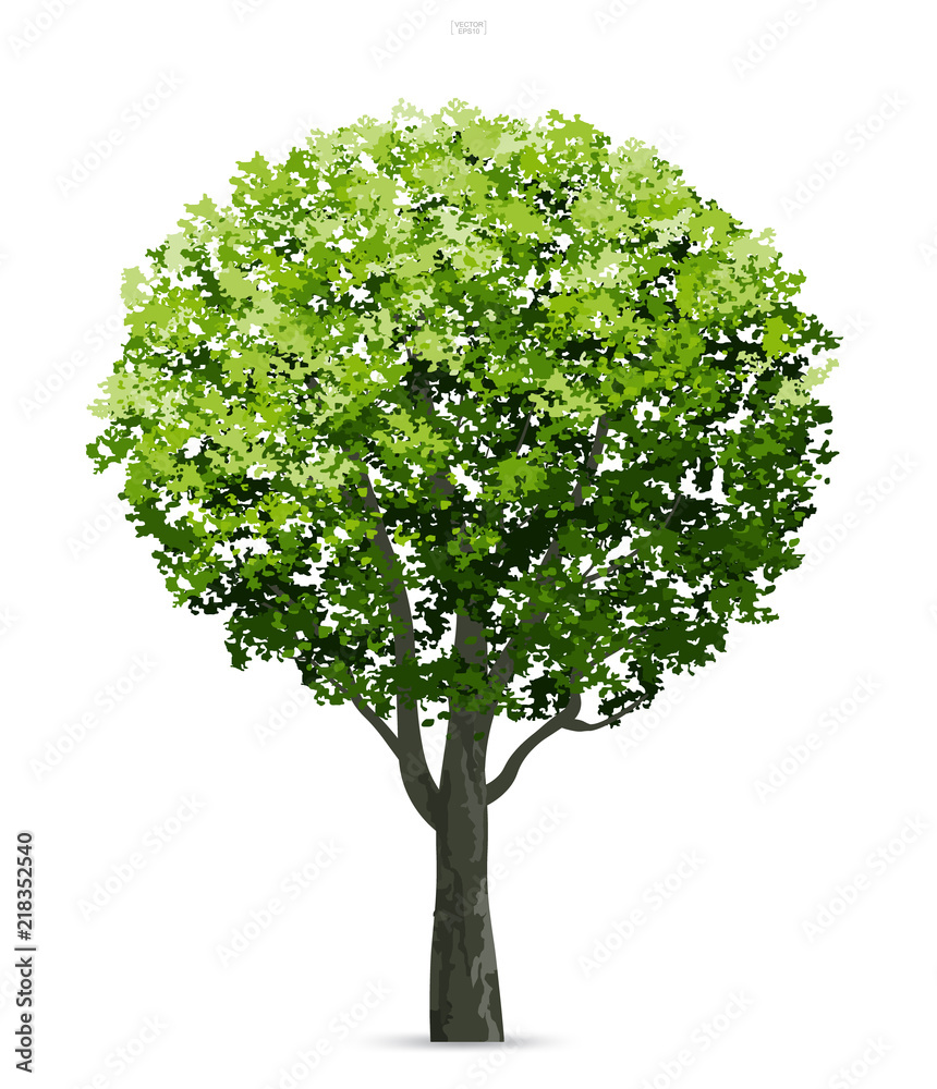Tree isolated on white background with soft shadow. Use for landscape ...