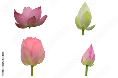 Collection of Isolated pink lotus and White lotus  on a white background   A beautiful pink lotus and White lotus from Thailand
