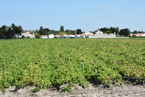 Champs de pommes de terre à Noirmoutier, Vendée, Pays de la Loire, France.