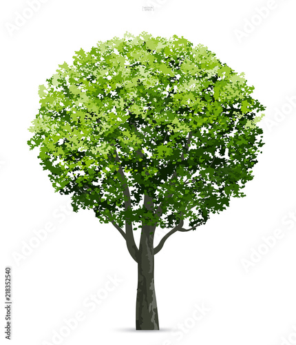 Tree isolated on white background with soft shadow. Use for landscape design  architectural decorative. Park and outdoor object idea for natural article both on print and website. Vector.