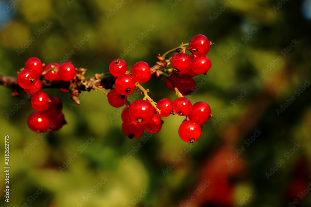 A red berries known as Ribes rubrum in our garden with golden light
