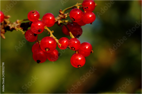 A red currants, Ribes rubrum, hanging on branch with blur background