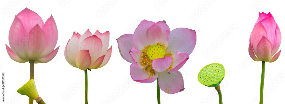 Collection of Isolated pink lotus on a white background , A beautiful pink lotus from Thailand Collection of Isolated pink lotus on a white background , A beautiful pink lotus from Thailand
