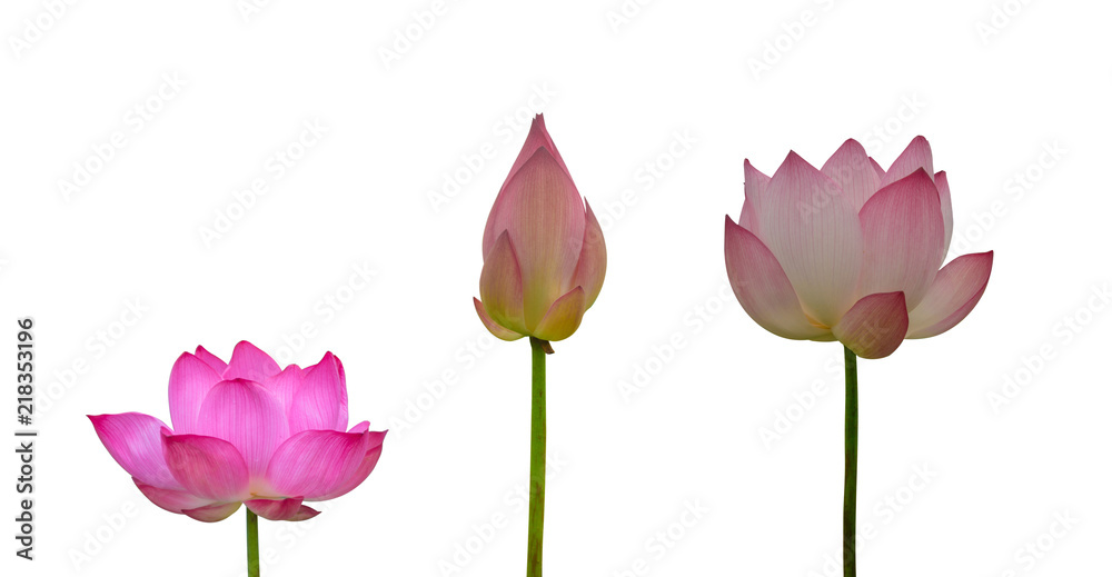 Collection of Isolated pink lotus on a white background , A beautiful pink lotus from Thailand Collection of Isolated pink lotus on a white background , A beautiful pink lotus from Thailand