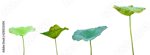 Collection of Isolated Lotus leaves on a white background , A beautiful Lotus leaves from Thailand
