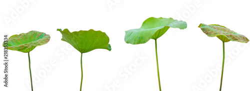Collection of Isolated Lotus leaves on a white background , A beautiful Lotus leaves from Thailand