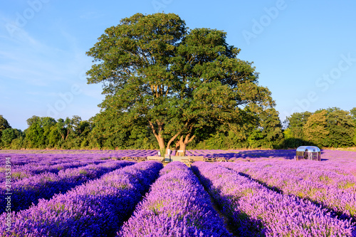 Surrey Lavender photo