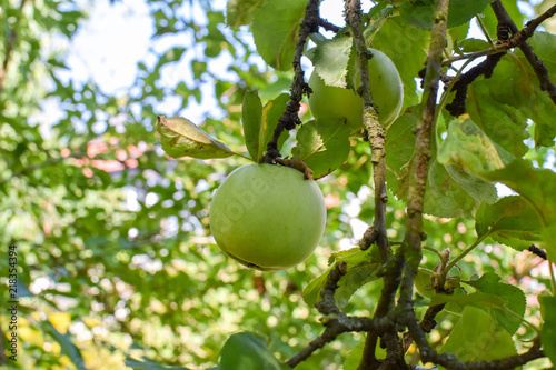 Green apples hanging on a tree in a garden