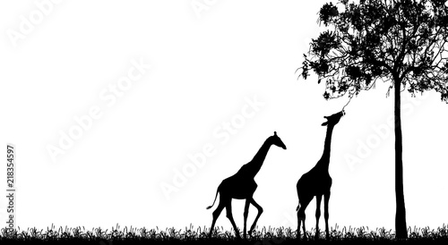 silhouette Giraffe  on white background