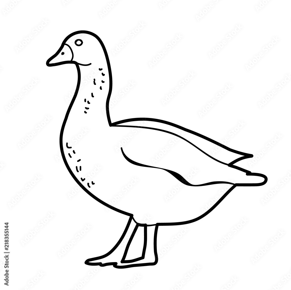 isolated on white background sketch of goose, bird isolated on white background sketch of goose, bird