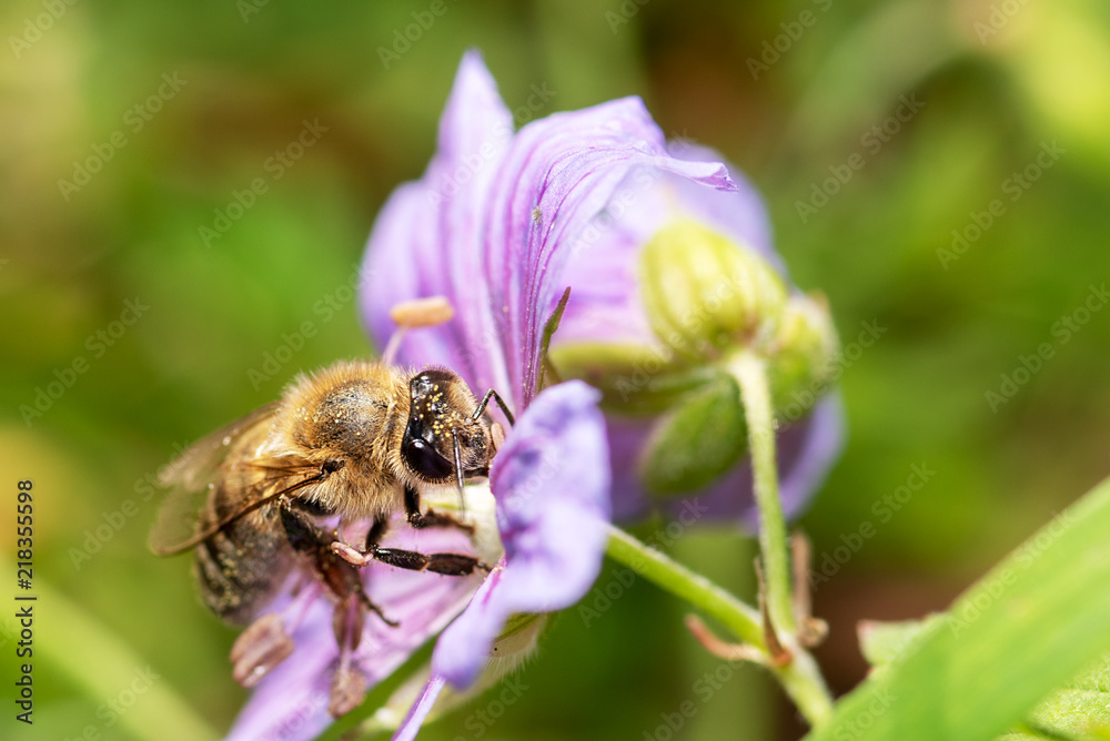 bee on a flower close-up, macro bee on a flower close-up, macro