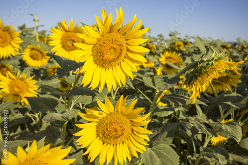 Sunflower fields