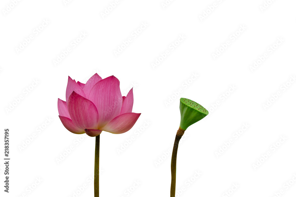 Isolated  pink lotus and Pods of Lotus on a white background