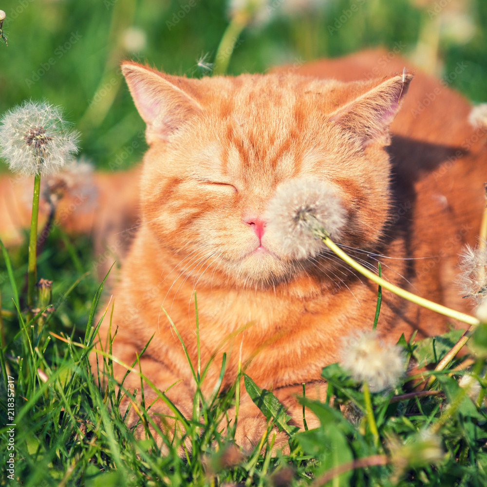 Portrait of a little kitten lying on the dandelion field. Cat enjoying spring