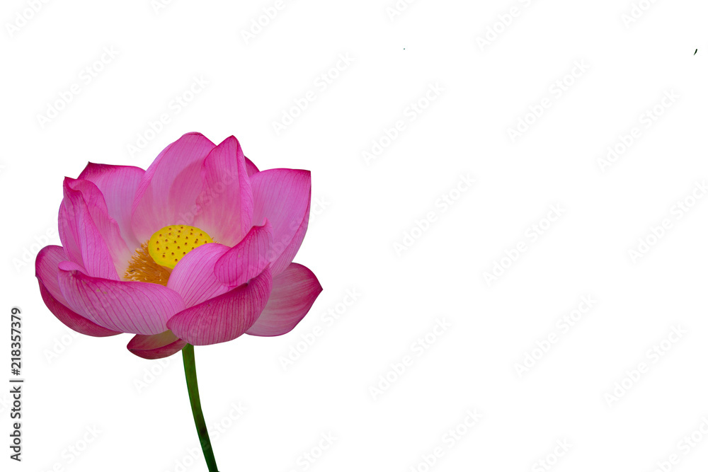 Isolated  pink lotus on a white background , A beautiful  pink lotus from Thailand