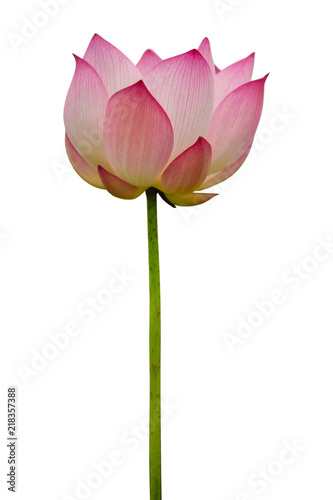 Isolated  pink lotus on a white background   A beautiful  pink lotus from Thailand