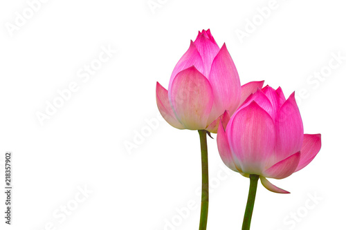 Isolated  pink lotus on a white background , A beautiful  pink lotus from Thailand © nuttapon