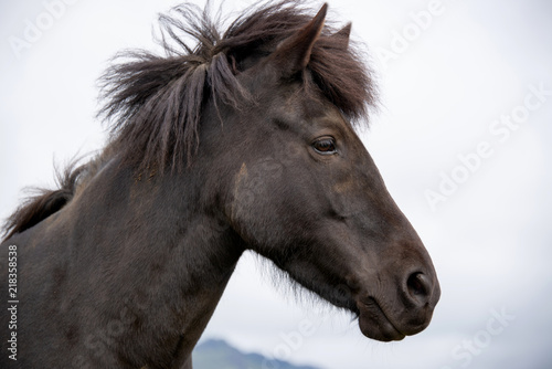 Pferdekopf eine Islandpferdes auf Island, aufmerksam vor hellem Himmel