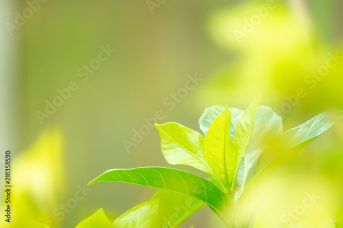 Close up green leaves with greenery backgroud and copy space for text.