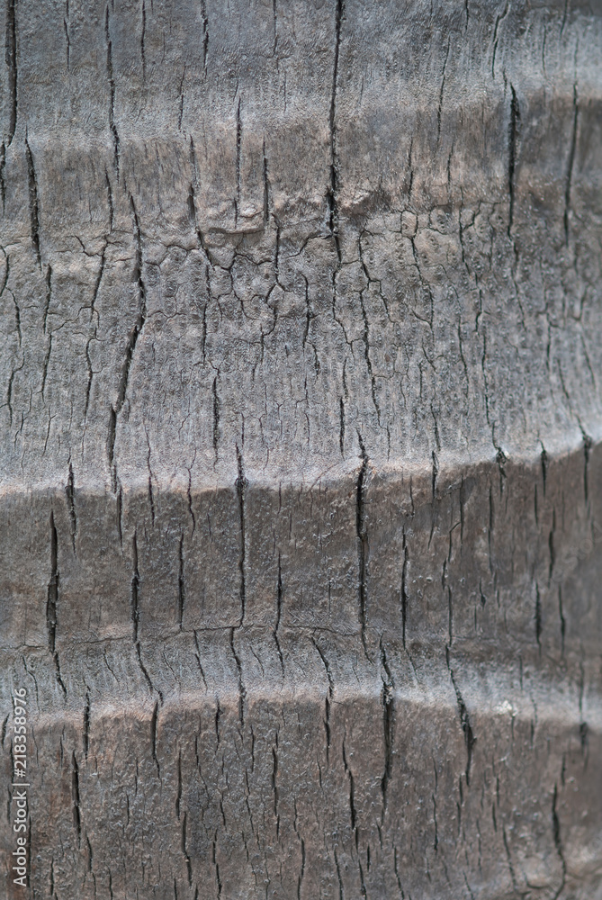 Close up abstract tree bark texture background Close up abstract tree bark texture background
