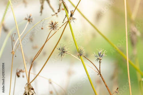 Dried flower background © Golden House Images