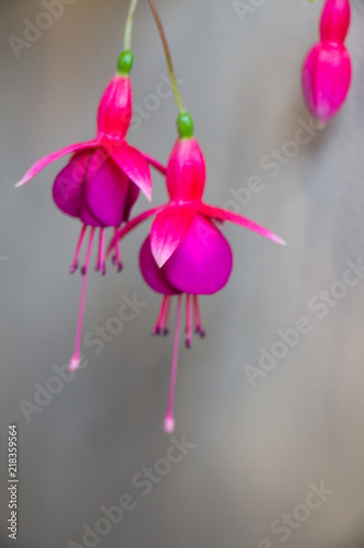 Fuchsia. Branch of flower fuchsia. Purple flower.