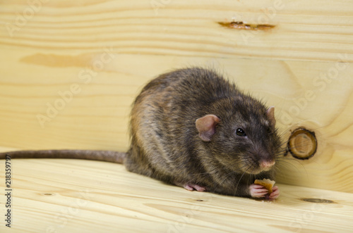Rat eats a bread rusk.