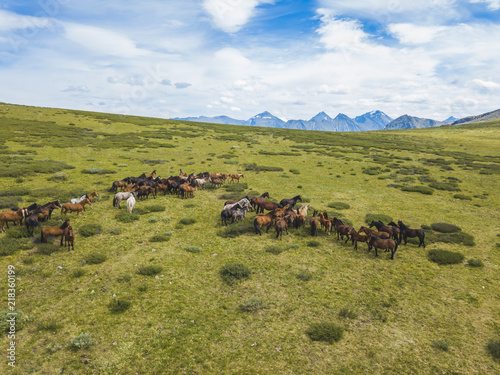 A herd of horses in the pasture. Altai landscape © Crazy nook
