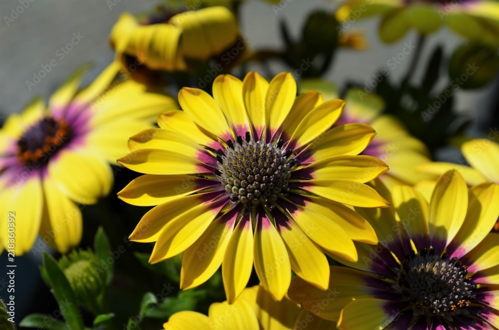 beautiful yellow and violet cape flower blossoms beautiful yellow and violet cape flower blossoms