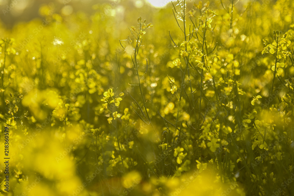 im Sommer auf dem Rapsfeld im Gegenlicht im Sommer auf dem Rapsfeld im Gegenlicht