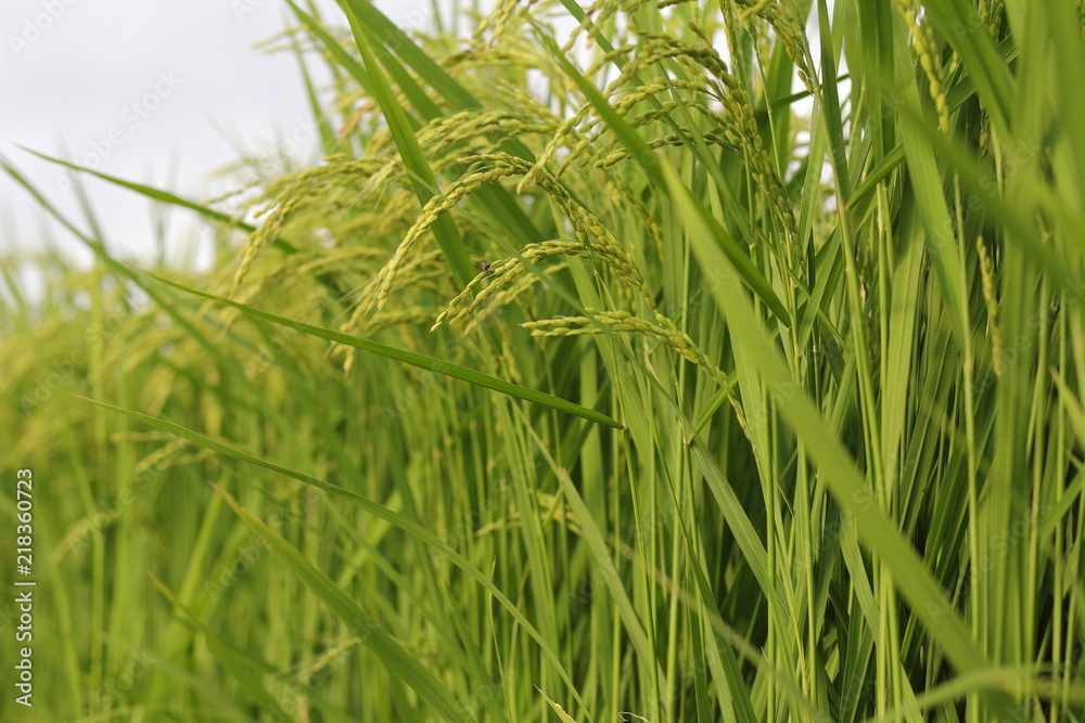 Fototapeta premium 稲穂