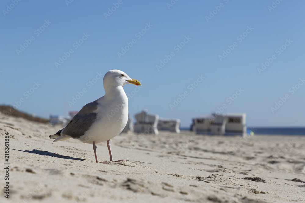 Germany, North Frisia, Sylt, Seagull at the beach Germany, North Frisia, Sylt, Seagull at the beach