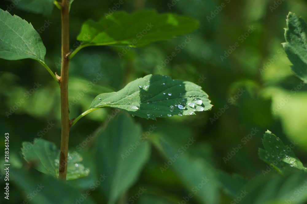 Dew on the Leaf