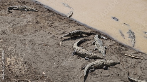 Crocodiles, Costa Rica