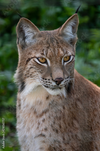 Northern Lynx Wildcat © Joe Dailly