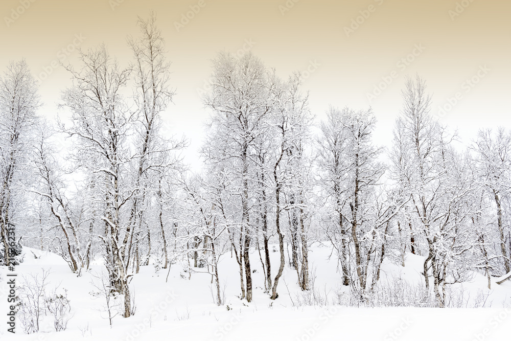 Snowcovered forest in arctic Norway during polar night, Balsfjord, Norway. Snowcovered forest in arctic Norway during polar night, Balsfjord, Norway.