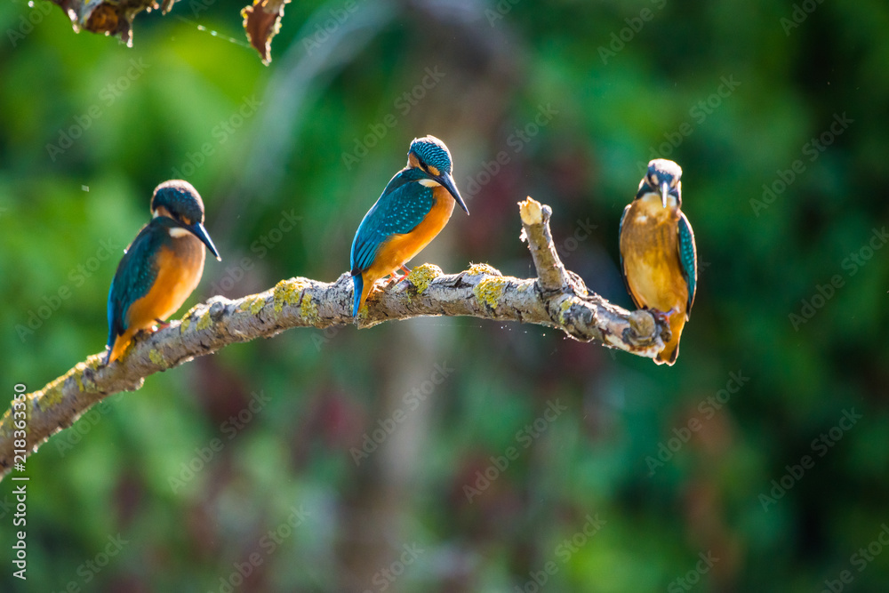 Three Common European Kingfishers or Alcedo atthis perched on a stick above the river and hunting for fish